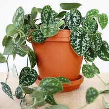 Load image into Gallery viewer, POTHOS-SATIN
