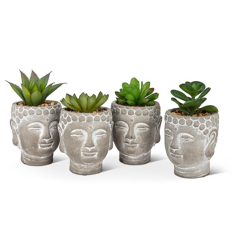 Succulents in Buddha Head-5