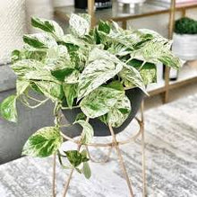 Load image into Gallery viewer, POTHOS-MARBLE QUEEN

