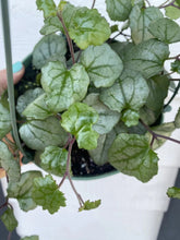Load image into Gallery viewer, SENECIO-FLOWERING IVY
