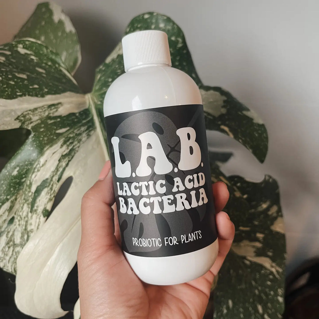 Lactic Acid Bacteria