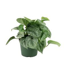 Load image into Gallery viewer, POTHOS-SATIN
