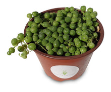 Load image into Gallery viewer, STRING OF PEARLS
