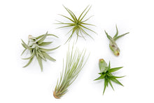 Load image into Gallery viewer, Daisy Links Plant &amp; Home Emporium collaborator with At Home Plants in Rexburg, Idaho. Pictured: Air Plant
