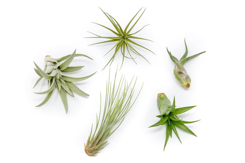 Daisy Links Plant & Home Emporium collaborator with At Home Plants in Rexburg, Idaho. Pictured: Air Plant