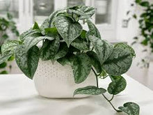 Load image into Gallery viewer, POTHOS-SATIN
