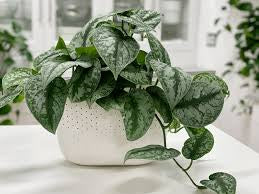 POTHOS-SATIN