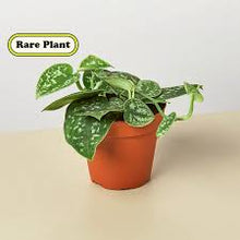 Load image into Gallery viewer, POTHOS-SATIN
