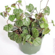 Load image into Gallery viewer, SENECIO-FLOWERING IVY
