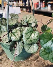 Load image into Gallery viewer, SENECIO-FLOWERING IVY
