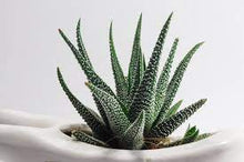 Load image into Gallery viewer, ARISTOTLE ALOE
