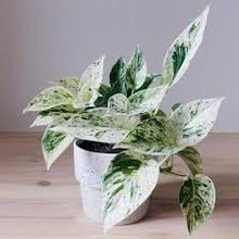 Load image into Gallery viewer, POTHOS-MARBLE QUEEN
