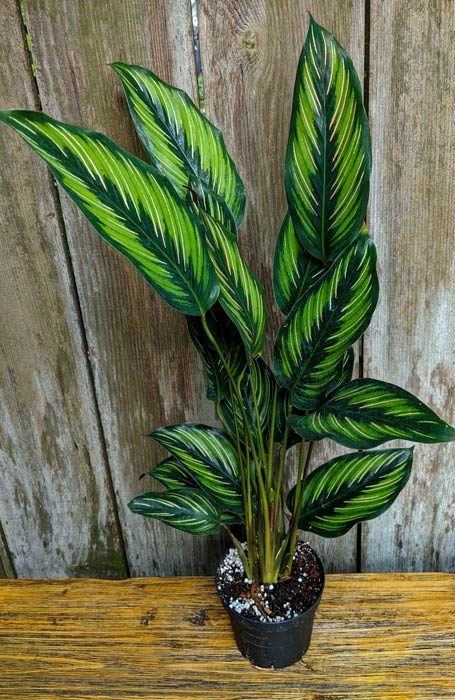 CALATHEA-BEAUTY STAR