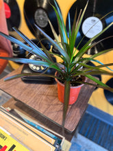 Load image into Gallery viewer, DRACAENA-MARGINATA-MAGENTA
