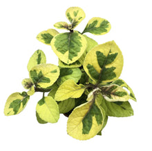 Load image into Gallery viewer, PLECTRANTHUS-GUACAMOLE
