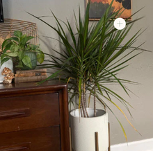 Load image into Gallery viewer, DRACAENA-MARGINATA-MAGENTA
