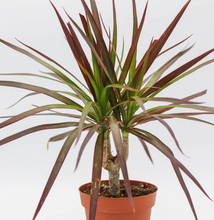 Load image into Gallery viewer, DRACAENA-MARGINATA-MAGENTA
