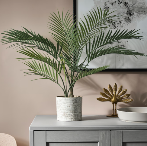 PALM-ARECA