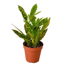 Load image into Gallery viewer, CROTON-GOLD DUST
