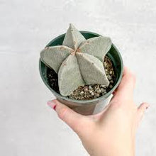 Load image into Gallery viewer, CACTI
