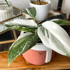 WHITE PRINCESS PHILODENDRON