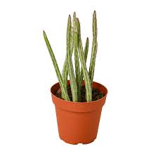 SENECIO STAPELLIFORMIS