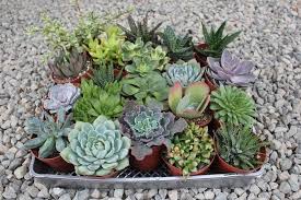SUCCULUNTS