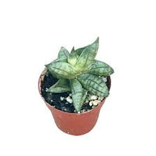 Load image into Gallery viewer, SANSEVIERIA BONJI
