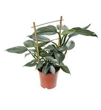 Load image into Gallery viewer, PHILODENDRON-GREY
