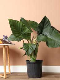 ALOCASIA-REGAL SHIELD