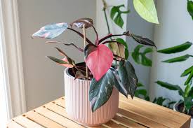 PHILODENDRON-PINK PRINCESS