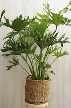 Load image into Gallery viewer, PHILODENDRON-HOPE
