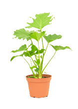 Load image into Gallery viewer, PHILODENDRON-HOPE
