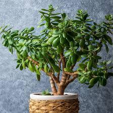 JADE PLANT