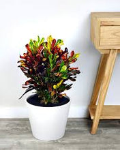 Load image into Gallery viewer, CROTON-MAMEY
