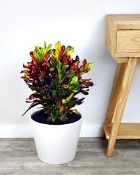 CROTON-MAMEY