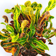 Load image into Gallery viewer, CROTON-MAMEY

