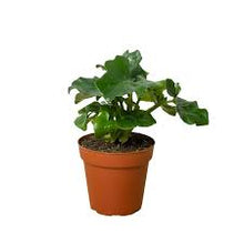 Load image into Gallery viewer, PHILODENDRON-SUPER ATOM
