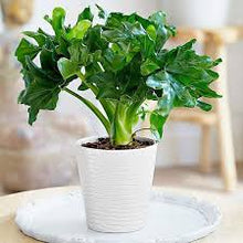 Load image into Gallery viewer, PHILODENDRON-SUPER ATOM
