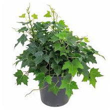 Load image into Gallery viewer, IVY-GRAPE
