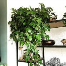 Load image into Gallery viewer, IVY-GRAPE
