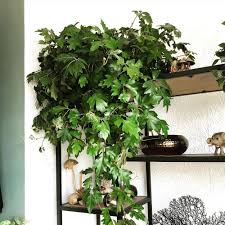 IVY-GRAPE