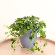 Load image into Gallery viewer, PARTHENOCISSUS-SUGAR VINE
