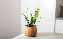 Load image into Gallery viewer, CACTI
