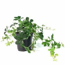 Load image into Gallery viewer, PARTHENOCISSUS-SUGAR VINE
