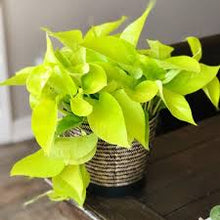 Load image into Gallery viewer, Neon Pothos
