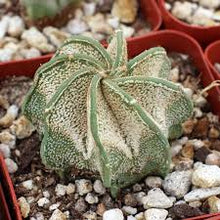 Load image into Gallery viewer, CACTI
