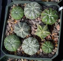 Load image into Gallery viewer, CACTI
