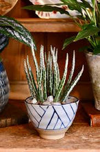 Load image into Gallery viewer, SENECIO STAPELLIFORMIS
