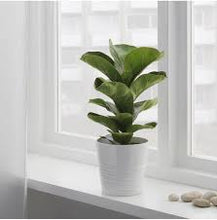 Load image into Gallery viewer, FIDDLE LEAF FIG
